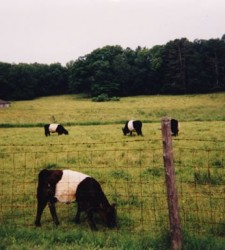 Belted Galloways at Aldermere Farm